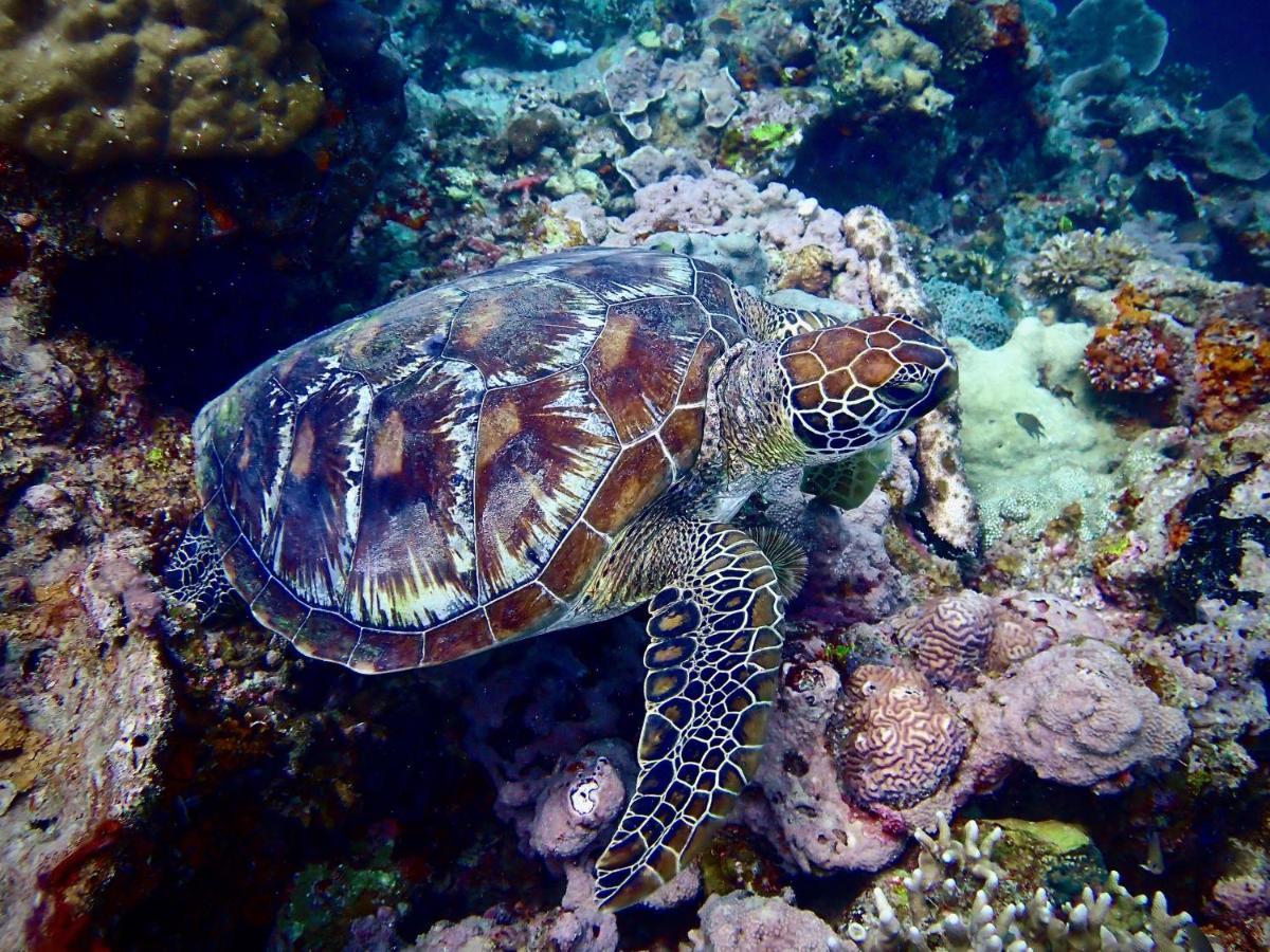 Alegria Dive Resort Exterior photo